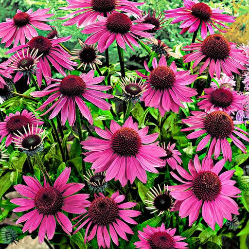 Kings Seeds Echinacea, Purple Coneflower