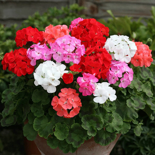 Kings Seeds Kings Seed Geranium Cabaret Mixed F2 Hybrid (PM - D )