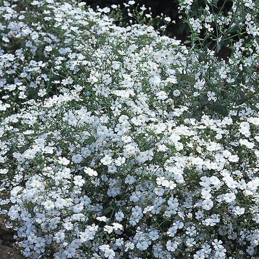 Kings Seeds Kings Seed Gypsophila Covent Garden (PM - C )