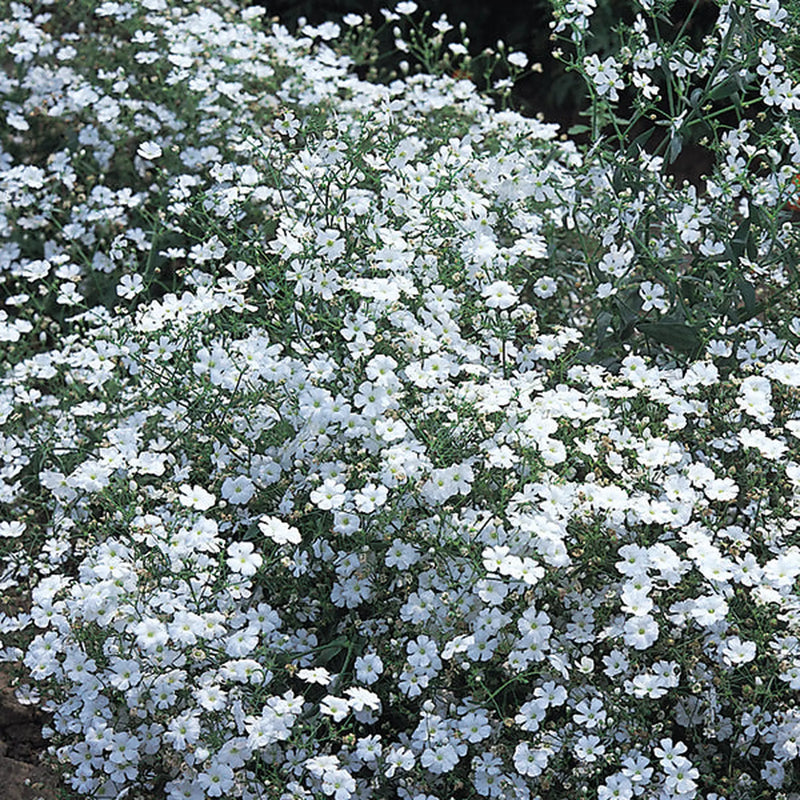 Kings Seeds Kings Seed Gypsophila Covent Garden (PM - C )