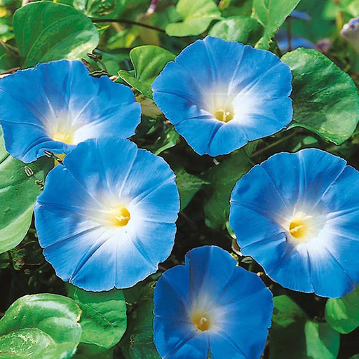 Kings Seeds Kings Seed Ipomoea Heavenly Blue