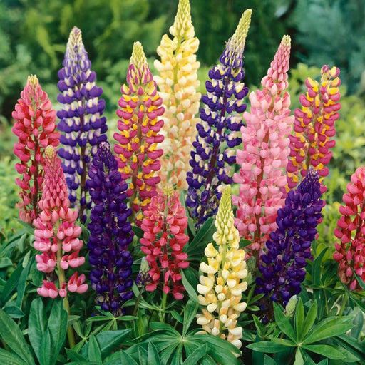 Kings Seeds Kings Seed Lupin Russell Hybrids Mixed (PM - D )