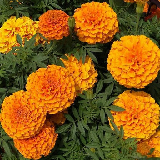 Kings Seeds Marigold, Dune Mixed