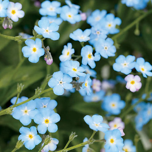 Kings Seeds Forget-Me-Not, Myosotis Light Blue