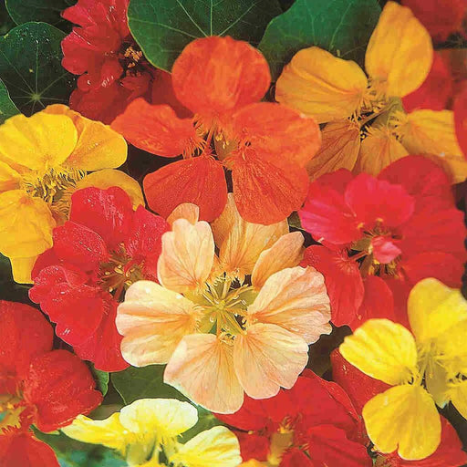 Kings Seeds Nasturtium, Jewel Mixed