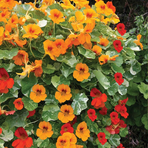 Kings Seeds Nasturtium, Tom Thumb Mixed