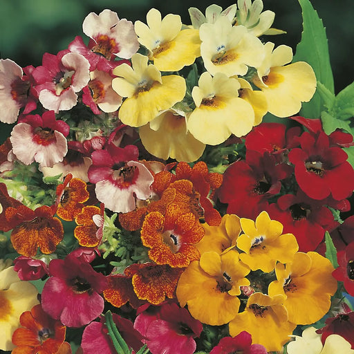Kings Seeds Nemesia, Carnival Mixed