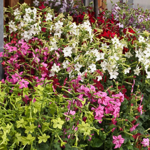 Kings Seeds Nicotiana, Perfume Mixed F1