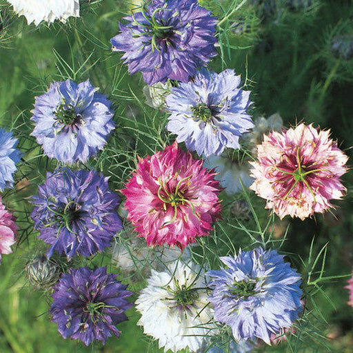 Kings Seeds Nigella, Persian Jewels Mixed
