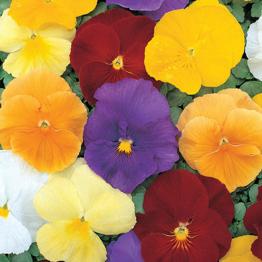 Kings Seeds Pansy, Clear Crystals Mixed