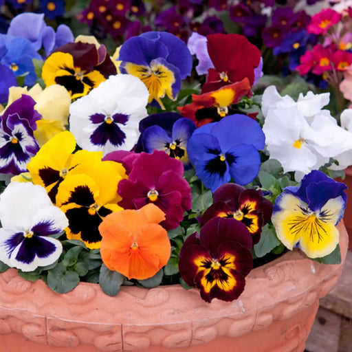 Kings Seeds Pansy, Winter Flowering Mixed