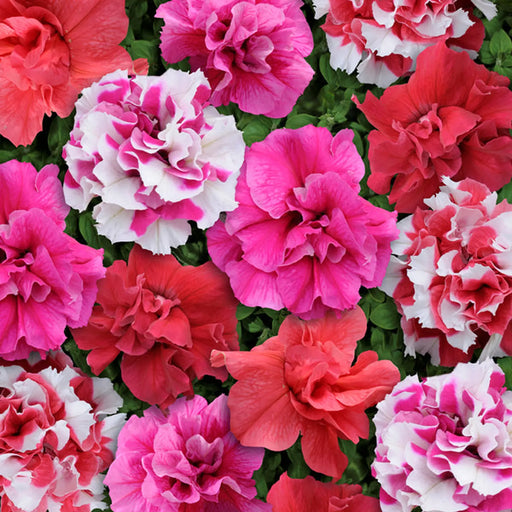 Kings Seeds Petunia, Bonanza Mixed F1