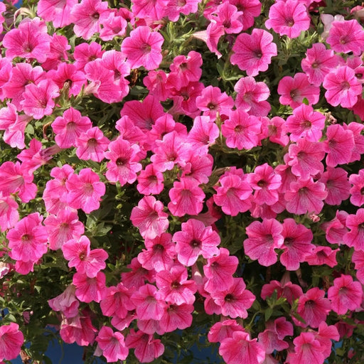 Kings Seeds Petunia hybrida, Purple Velvet F1
