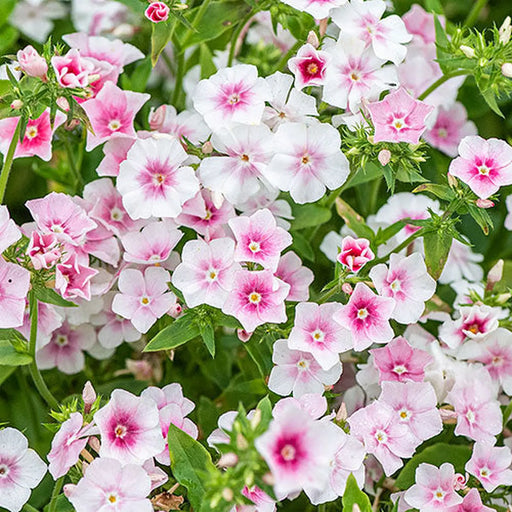 Kings Seeds Phlox drummondii, Blushing Bride