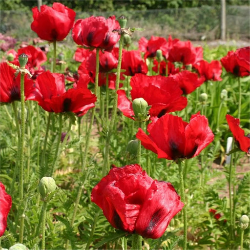 Kings Seeds Poppy, Papaver Brilliant