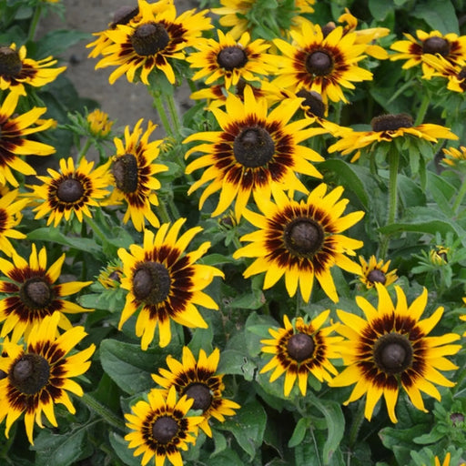Kings Seeds Rudbeckia, Kelvedon Star