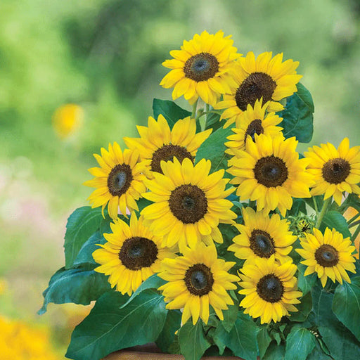 Kings Seeds Kings Seed Sunflower Bambino Sunflower