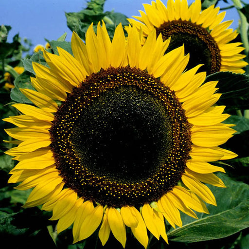 Kings Seeds Kings Seed Sunflower Taiyo Seeds