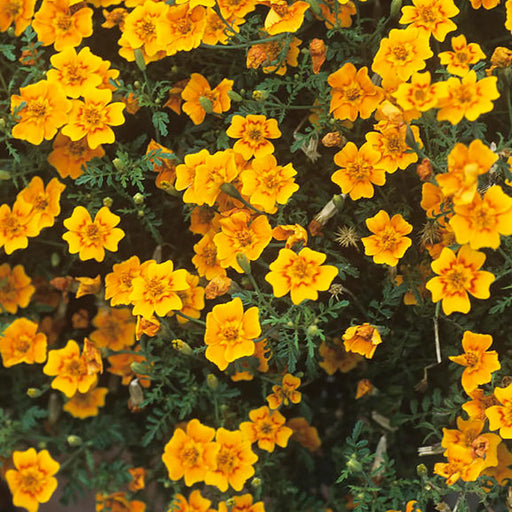Kings Seeds, Tagetes, Starfire