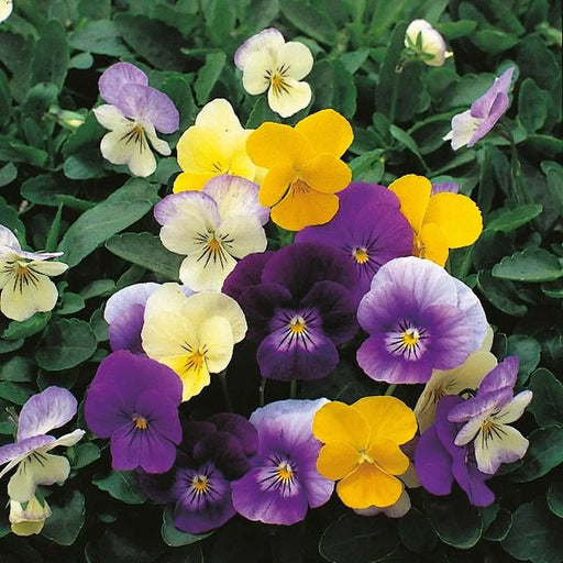 Kings Seeds, Viola cornuta, Symphonia Mixed