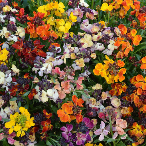Kings Seeds, Wallflower, Persian Carpet Mixed