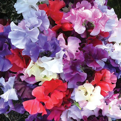 Kings Seeds Sweet Pea, Spencer Waved Mixed