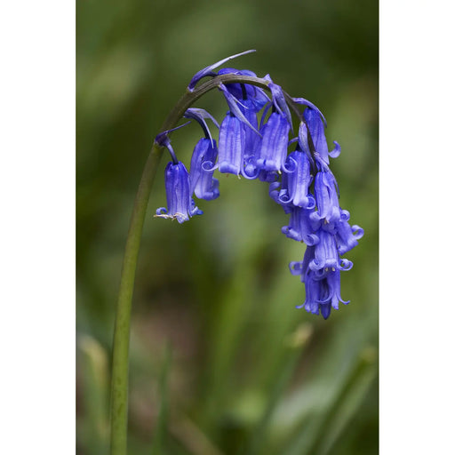 Kings Seeds, Wild Flower, English Bluebell