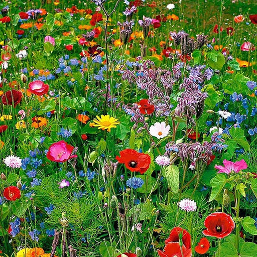 Kings Seeds Wild Flower, Cornfield Mix
