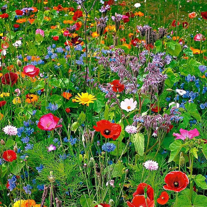 Kings Seeds Wild Flower, Cornfield Mix