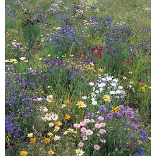 Kings Seeds, Wild Flower, Field and Hedgerow Mix
