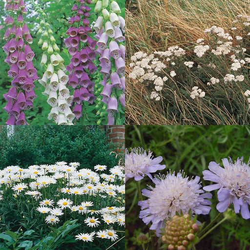 Kings Seeds Kings Seed Butterflies & Bees Wildflower Mix