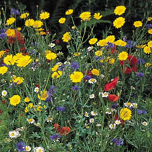 Kings Seeds KINGS SEED Wildflower Cornfield Annuals