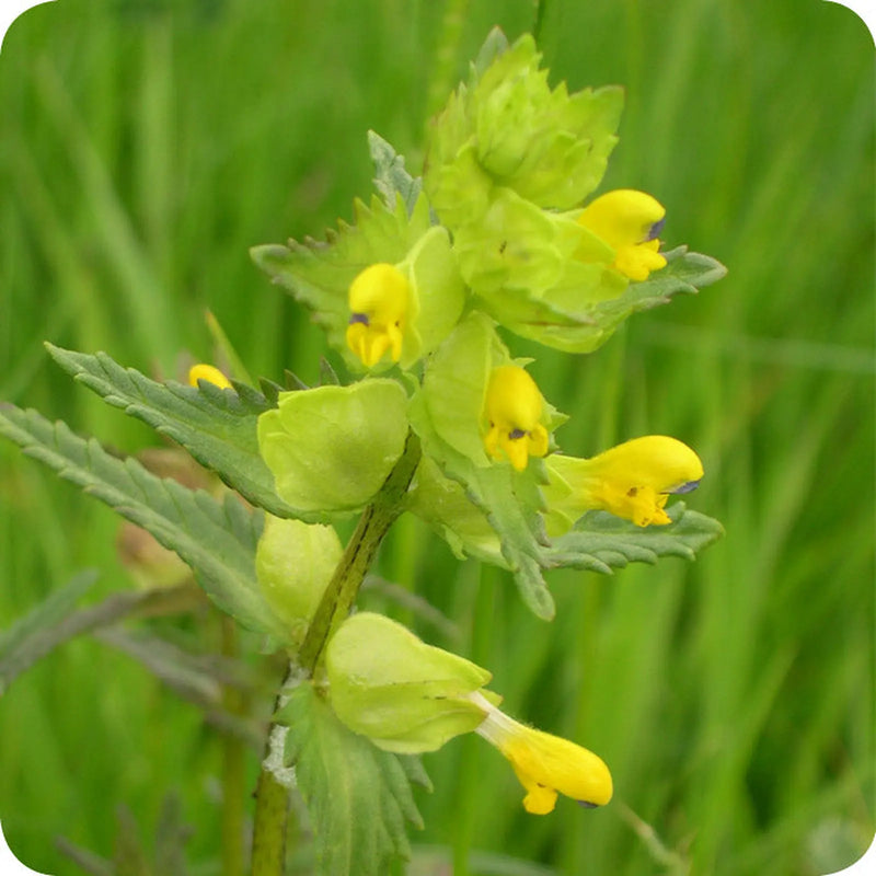 Kings Seeds Wildflower, Yellow Rattle