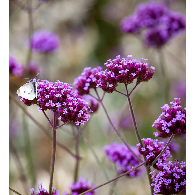 Kings Seeds, Verbena, bonariensis