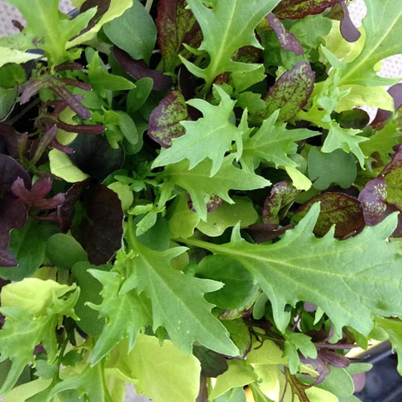 Kings Seeds Mixed Spicy Leaf