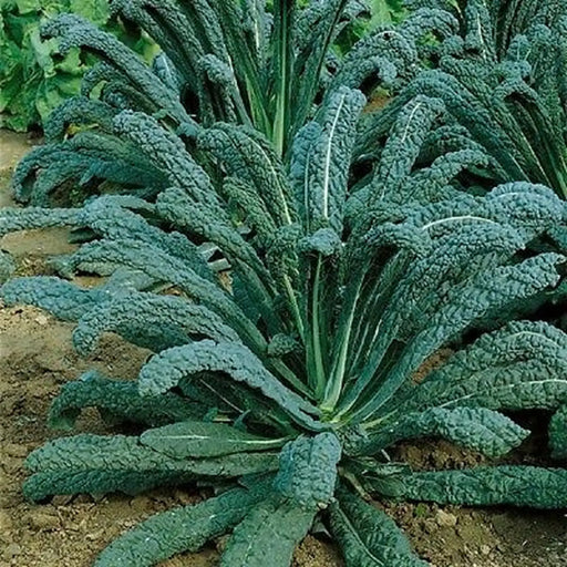 Kings Seeds Kale Nero Di Toscana