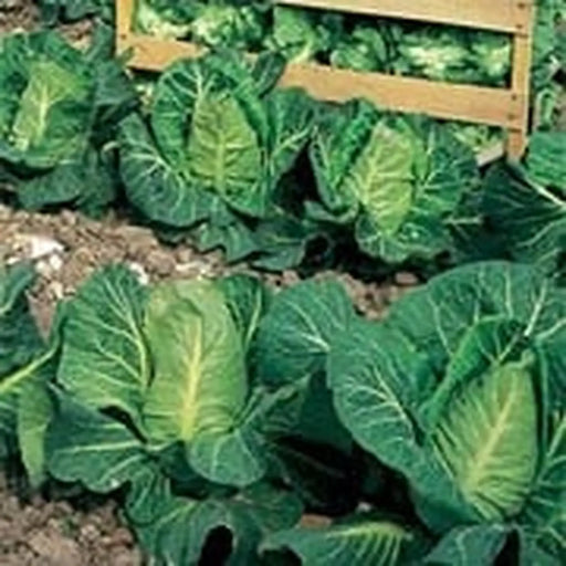 Kings Seeds Cabbage, Wheelers Imperial
