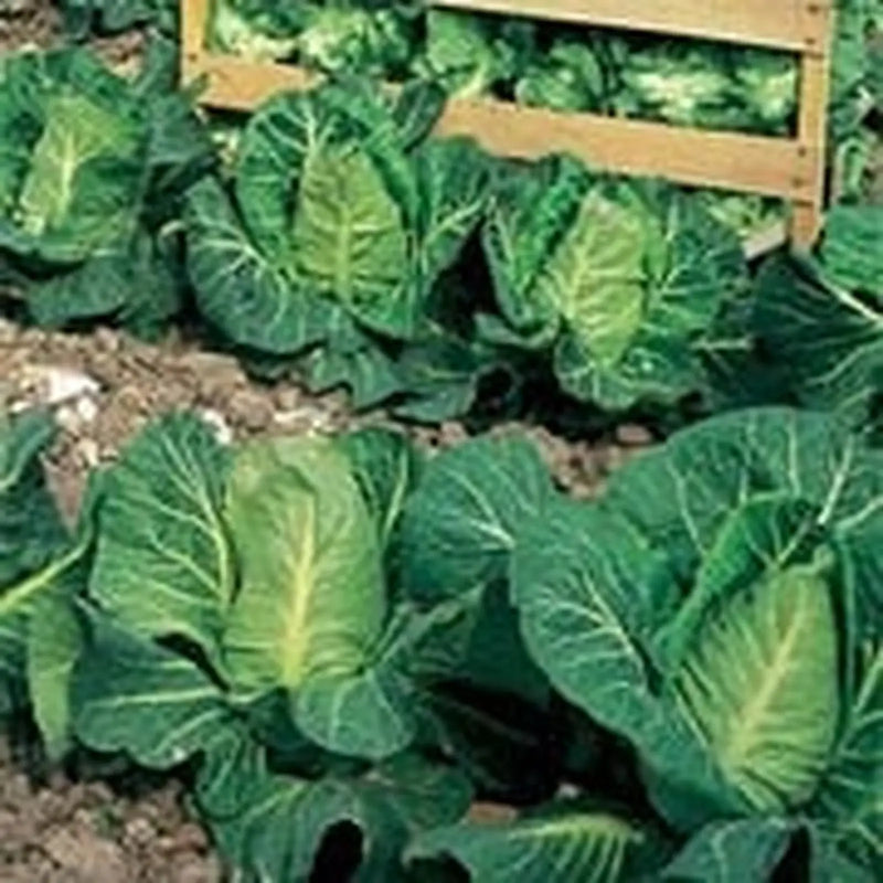 Kings Seeds Cabbage, Wheelers Imperial