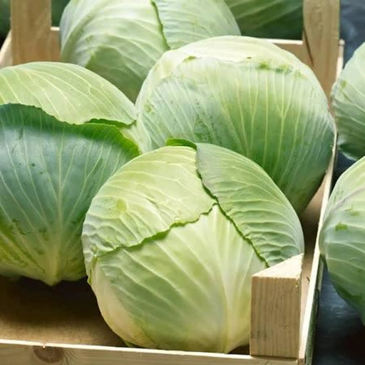 Kings Seeds Cabbage, Golden Acre