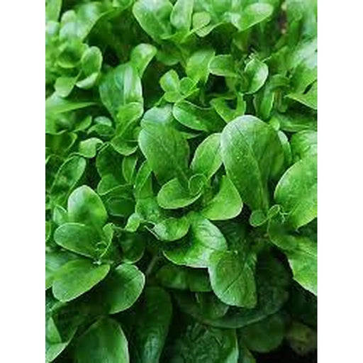 Kings Seeds Corn Salad Vit