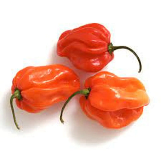 Kings Seeds Pepper, Chilli, Scotch Bonnet Red