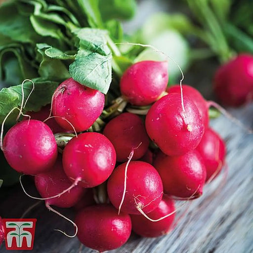 Kings Seeds Radish Cherry Belle