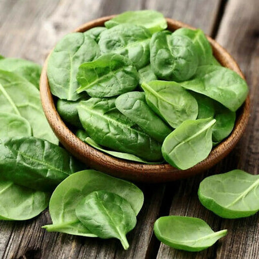 Kings Seeds Spinach Matador (RHS Award of Garden Merit)