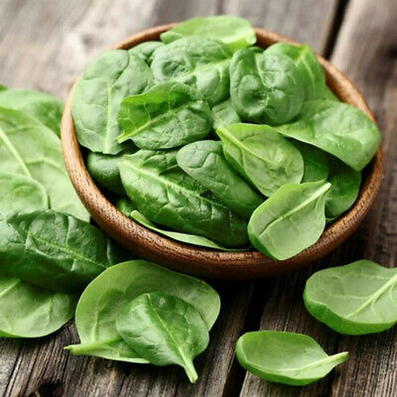 Kings Seeds Spinach Matador (RHS Award of Garden Merit)