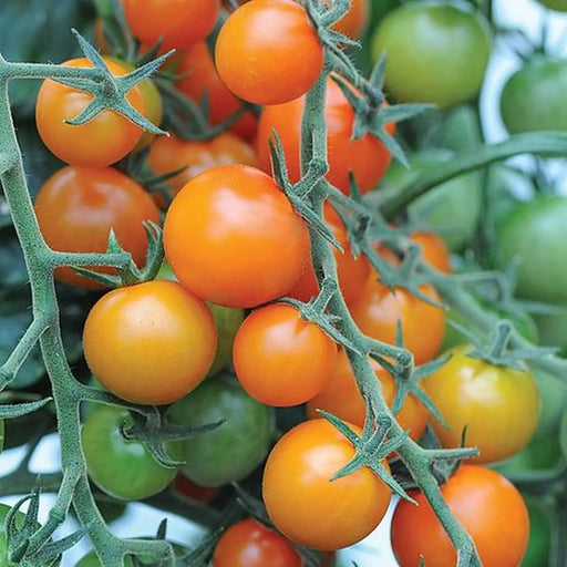 Kings Seeds Tomato Sungold F1 Seeds