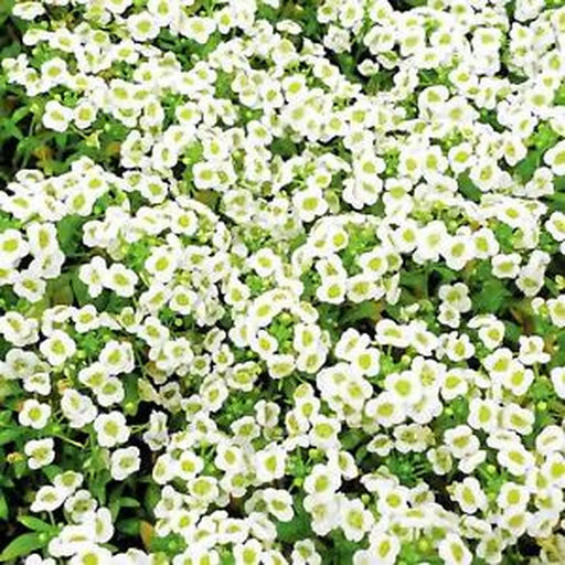 Kings Seeds Alyssum, Carpet of Snow