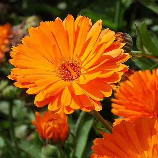 Kings Seeds Calendula, Orange King