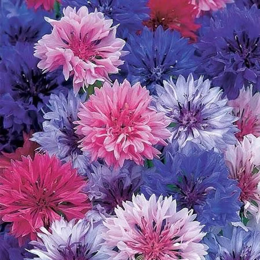 Kings Seeds Cornflower, Double Blue