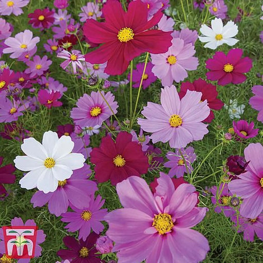Kings Seeds Cosmos, Sensation Mixed