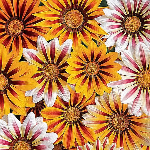 Kings Seeds Gazania, New Day Tiger Stripes